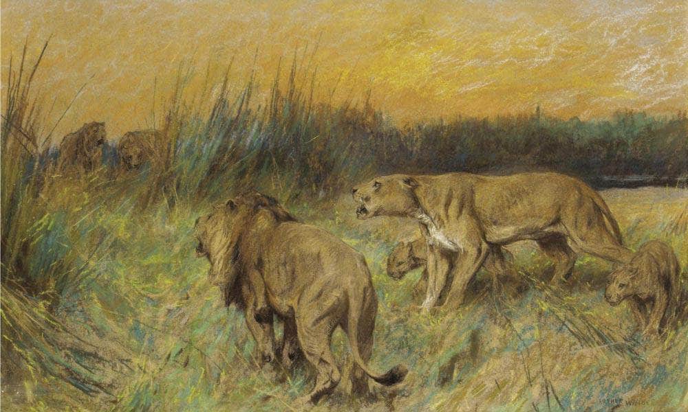 The Rival Pride By Arthur Wardle Fine Art Print