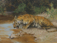 Tiger Drinking By Arthur Wardle Fine Art Print