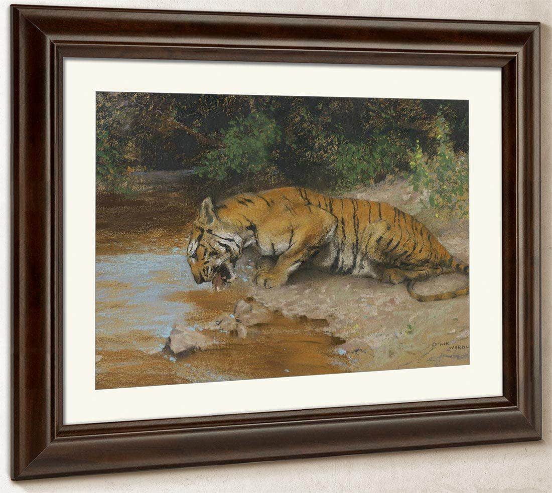 Tiger Drinking By Arthur Wardle Fine Art Print