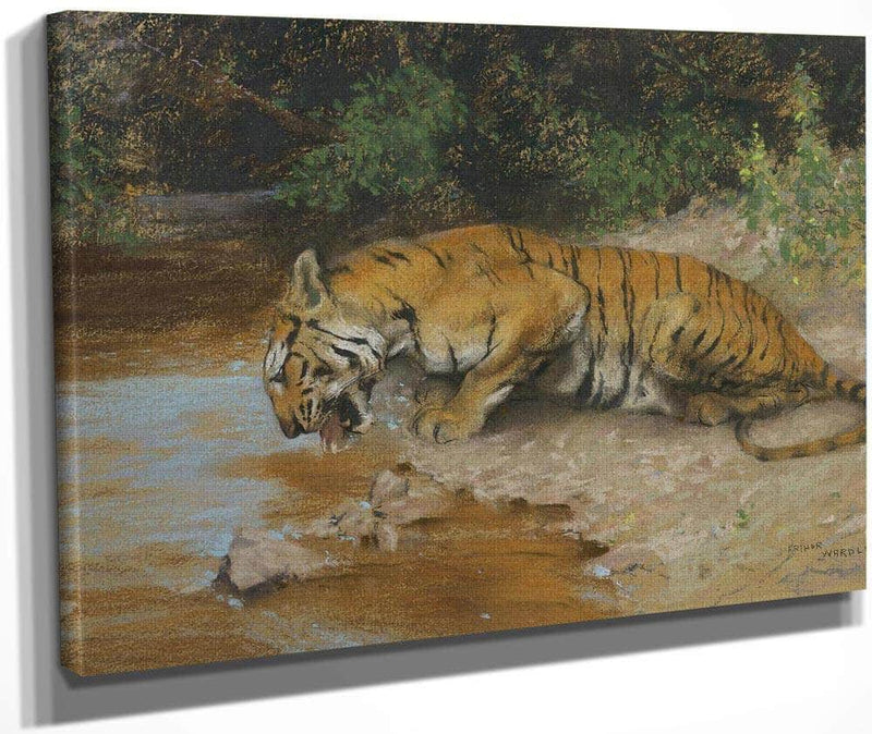 Tiger Drinking By Arthur Wardle Fine Art Print