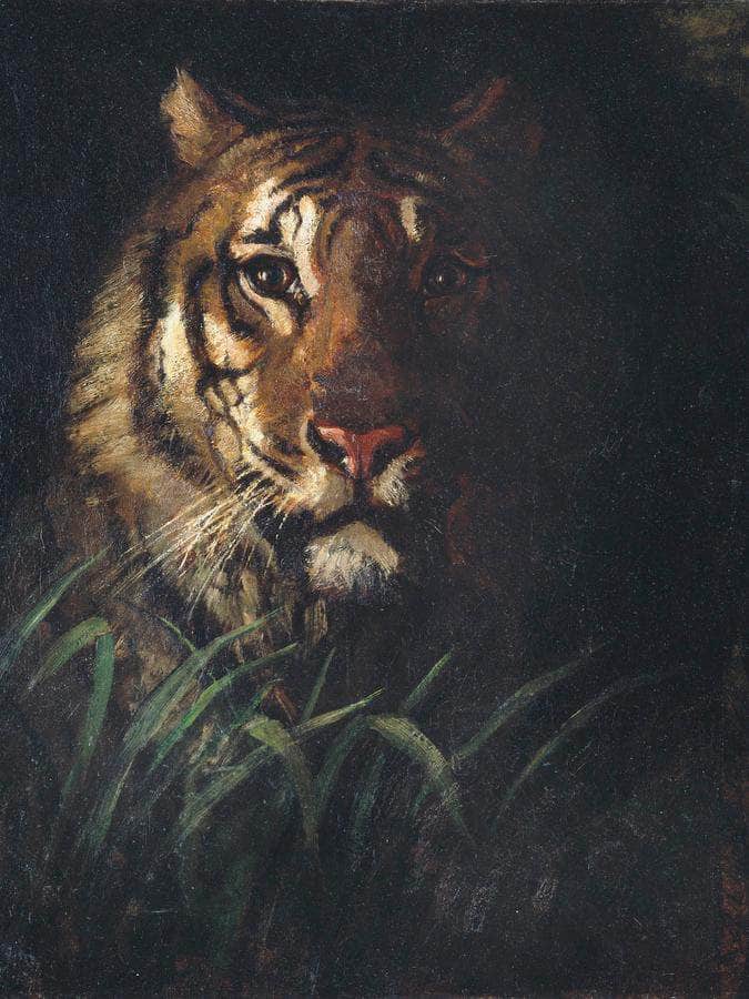 Tiger's Head By Abbott Handerson Thayer Fine Art Print