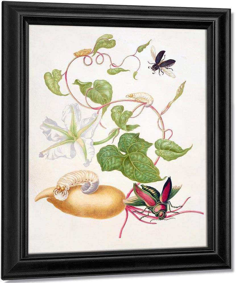 Tropical White Morning Glory With Two Beetles 1703 By Maria Sibylla Merian Fine Art Print