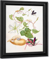 Tropical White Morning Glory With Two Beetles 1703 By Maria Sibylla Merian Fine Art Print