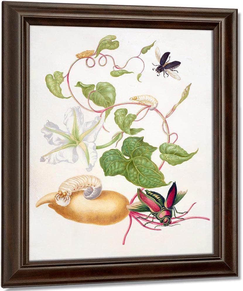 Tropical White Morning Glory With Two Beetles 1703 By Maria Sibylla Merian Fine Art Print