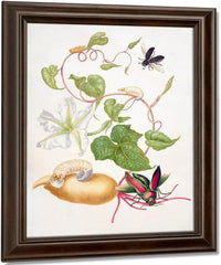 Tropical White Morning Glory With Two Beetles 1703 By Maria Sibylla Merian Fine Art Print