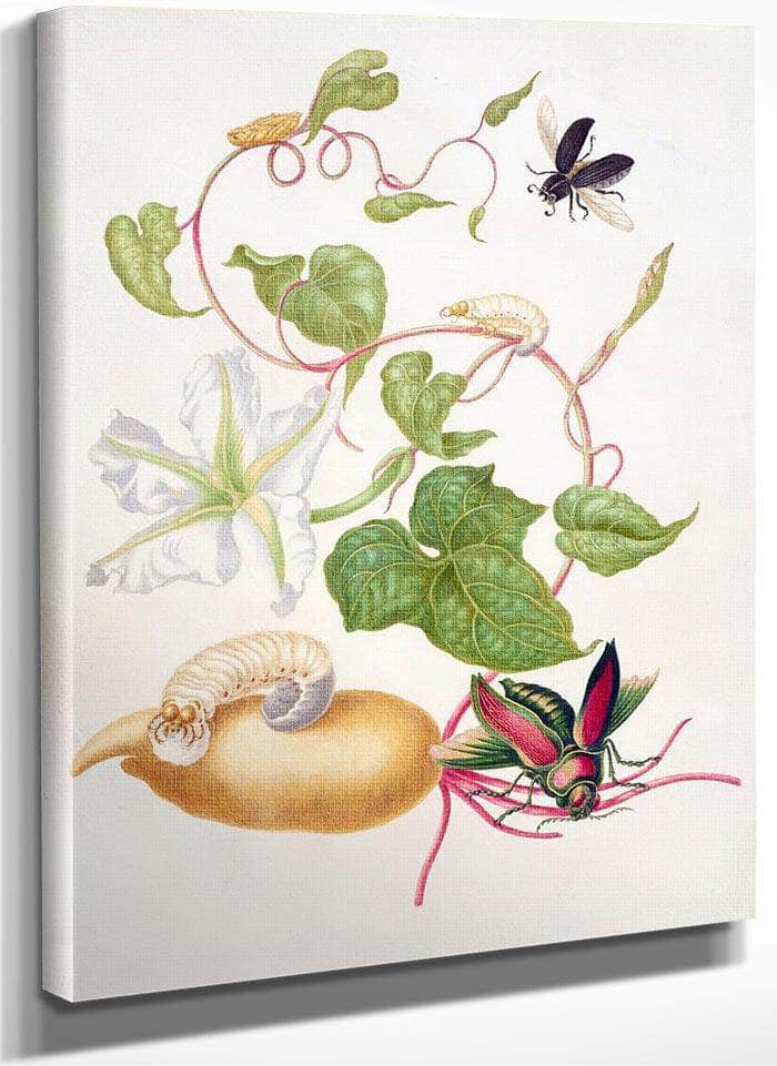Tropical White Morning Glory With Two Beetles 1703 By Maria Sibylla Merian Fine Art Print