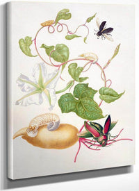 Tropical White Morning Glory With Two Beetles 1703 By Maria Sibylla Merian Fine Art Print