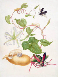 Tropical White Morning Glory With Two Beetles 1703 By Maria Sibylla Merian Fine Art Print