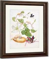 Tropical White Morning Glory With Two Beetles 1703 By Maria Sibylla Merian Fine Art Print