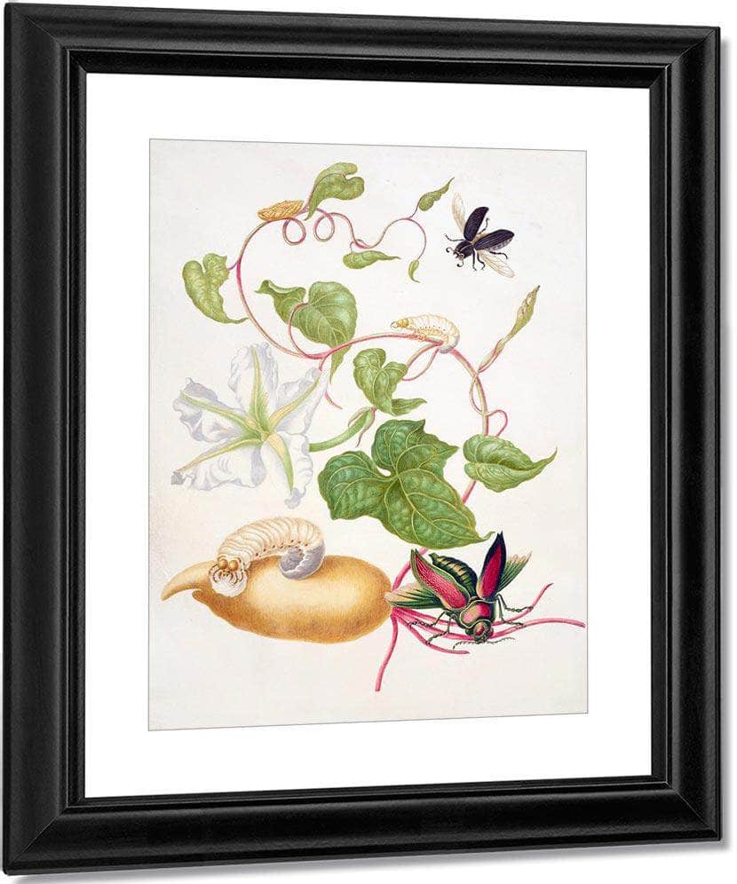 Tropical White Morning Glory With Two Beetles 1703 By Maria Sibylla Merian Fine Art Print