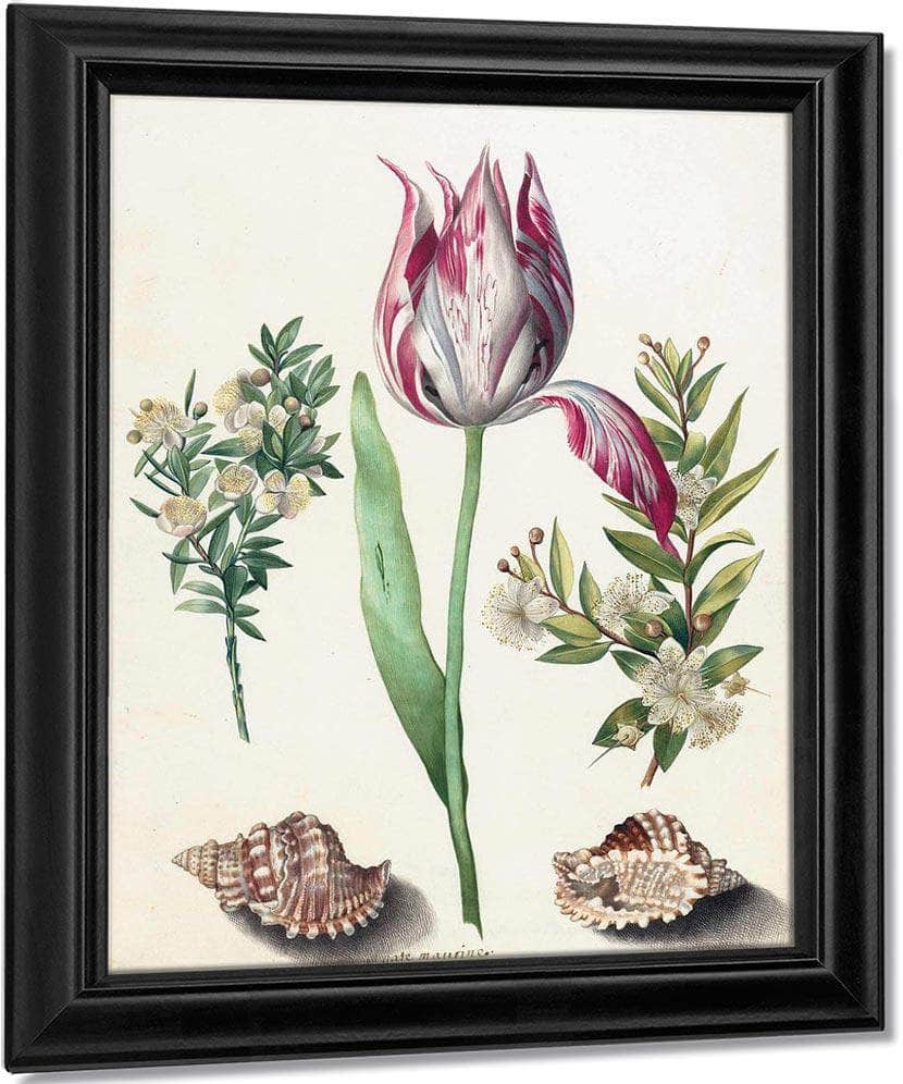 Tulip Two Branches Of Myrtle And Two Shells 1700 By Maria Sibylla Merian Fine Art Print