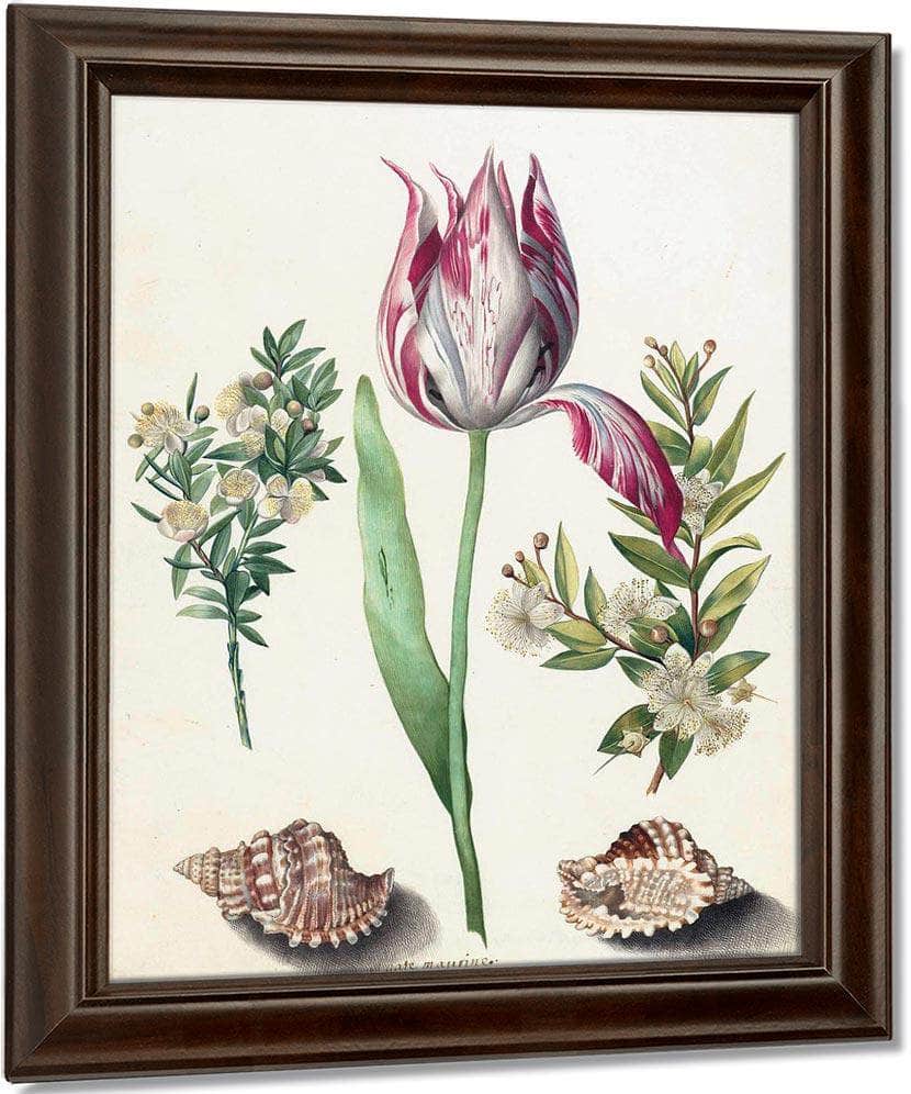 Tulip Two Branches Of Myrtle And Two Shells 1700 By Maria Sibylla Merian Fine Art Print