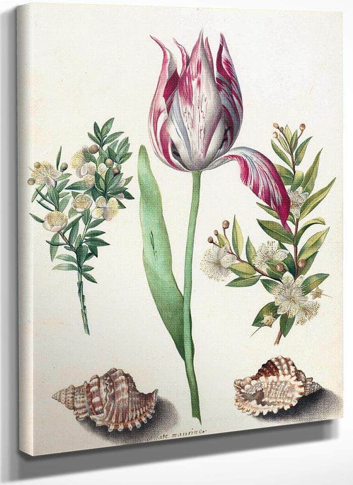 Tulip Two Branches Of Myrtle And Two Shells 1700 By Maria Sibylla Merian Fine Art Print
