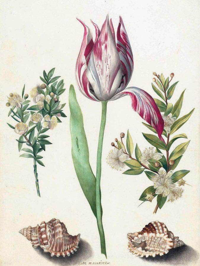 Tulip Two Branches Of Myrtle And Two Shells 1700 By Maria Sibylla Merian Fine Art Print