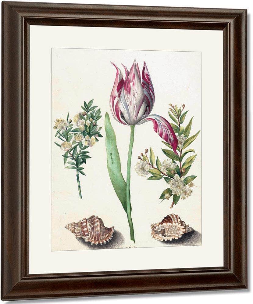 Tulip Two Branches Of Myrtle And Two Shells 1700 By Maria Sibylla Merian Fine Art Print