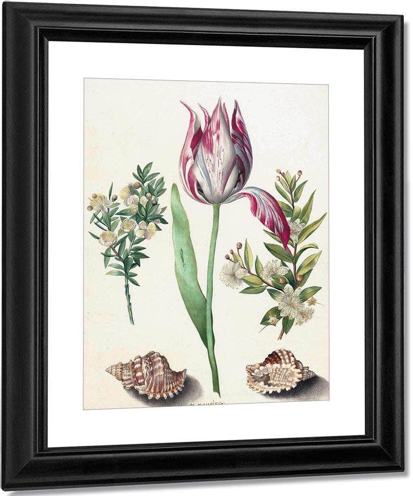 Tulip Two Branches Of Myrtle And Two Shells 1700 By Maria Sibylla Merian Fine Art Print