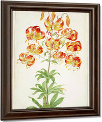 Turk 1039 S Cap Lily 1705 By Maria Sibylla Merian Fine Art Print