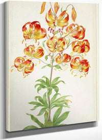 Turk 1039 S Cap Lily 1705 By Maria Sibylla Merian Fine Art Print