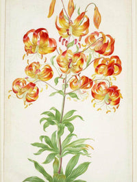 Turk 1039 S Cap Lily 1705 By Maria Sibylla Merian Fine Art Print