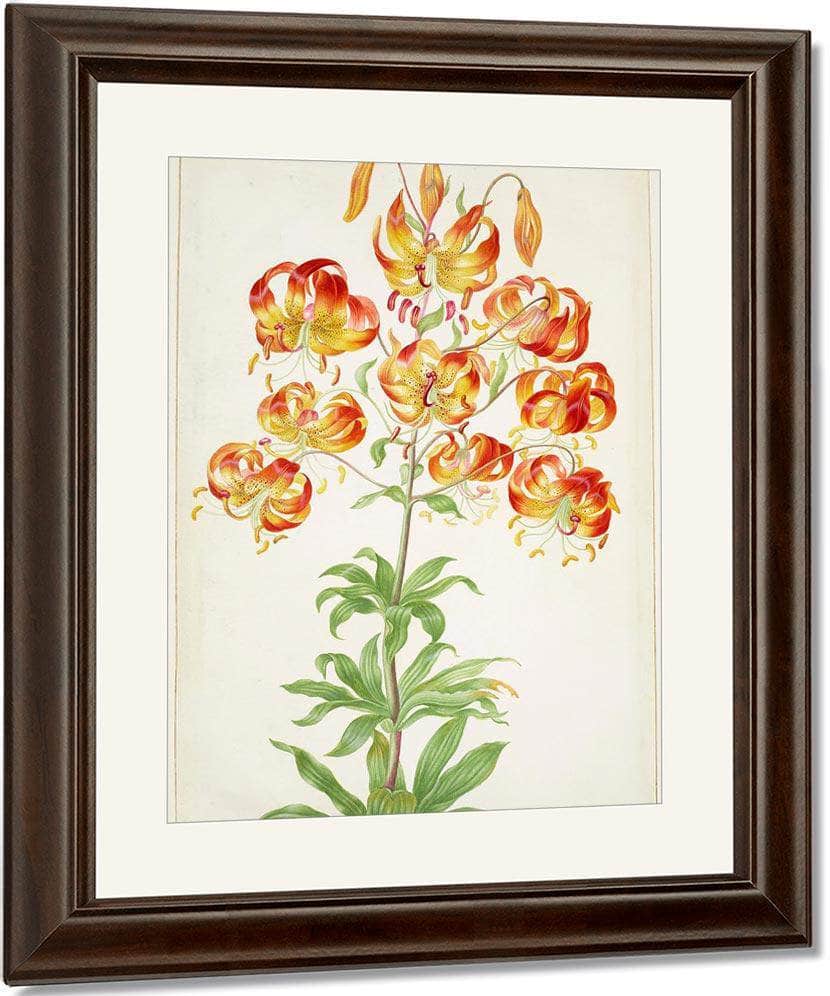 Turk 1039 S Cap Lily 1705 By Maria Sibylla Merian Fine Art Print