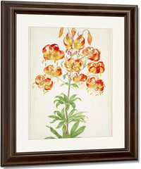 Turk 1039 S Cap Lily 1705 By Maria Sibylla Merian Fine Art Print