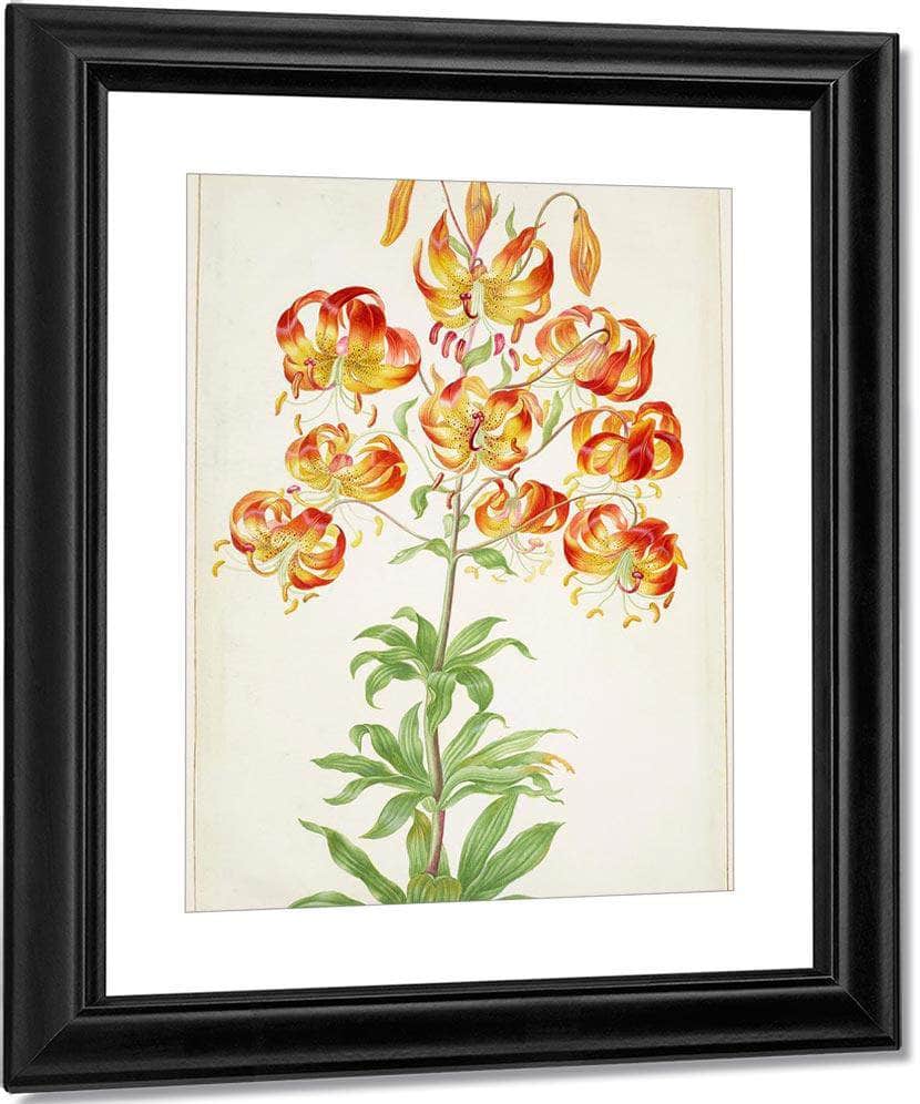 Turk 1039 S Cap Lily 1705 By Maria Sibylla Merian Fine Art Print