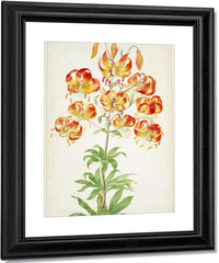Turk 1039 S Cap Lily 1705 By Maria Sibylla Merian Fine Art Print