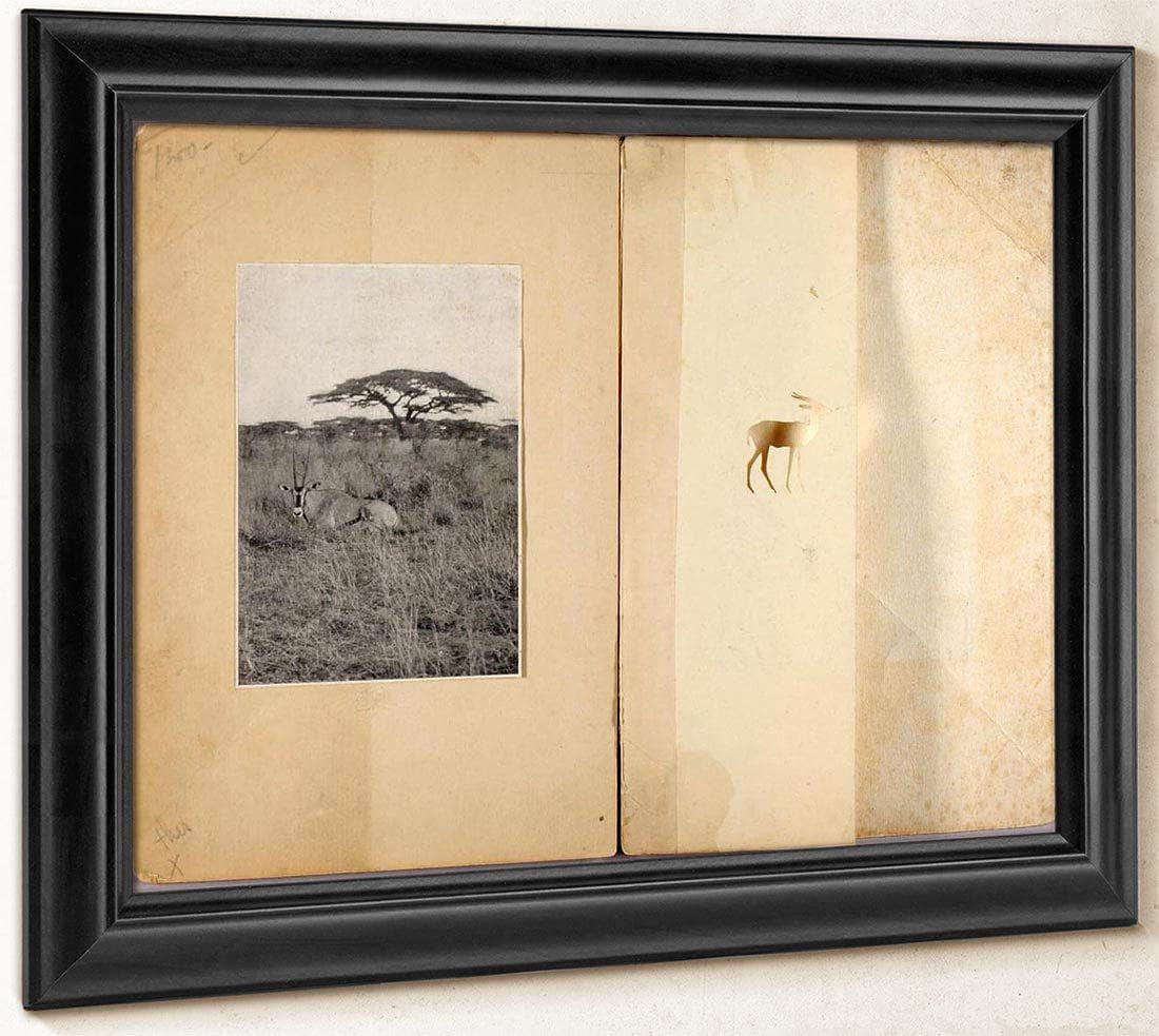Two Antelopes, Study Folder For Book Concealing Coloration In The Animal Kingdom By Abbott Handerson Thayer Fine Art Print