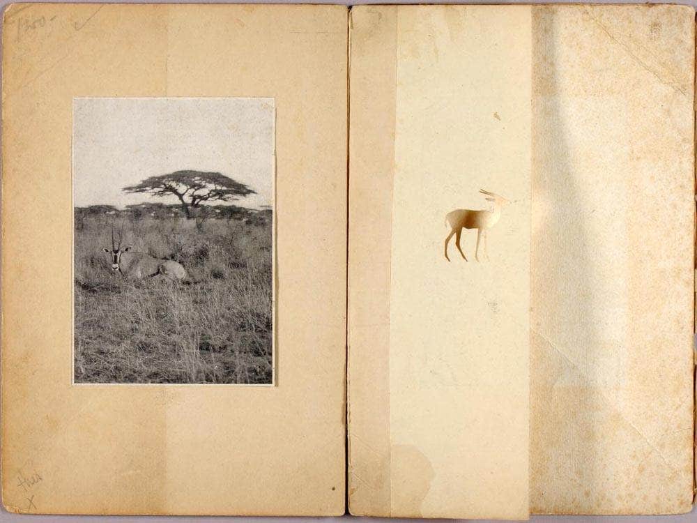 Two Antelopes, Study Folder For Book Concealing Coloration In The Animal Kingdom By Abbott Handerson Thayer Fine Art Print