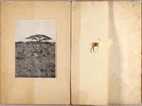 Two Antelopes, Study Folder For Book Concealing Coloration In The Animal Kingdom By Abbott Handerson Thayer Fine Art Print