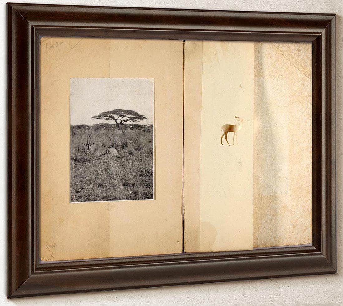 Two Antelopes, Study Folder For Book Concealing Coloration In The Animal Kingdom By Abbott Handerson Thayer Fine Art Print