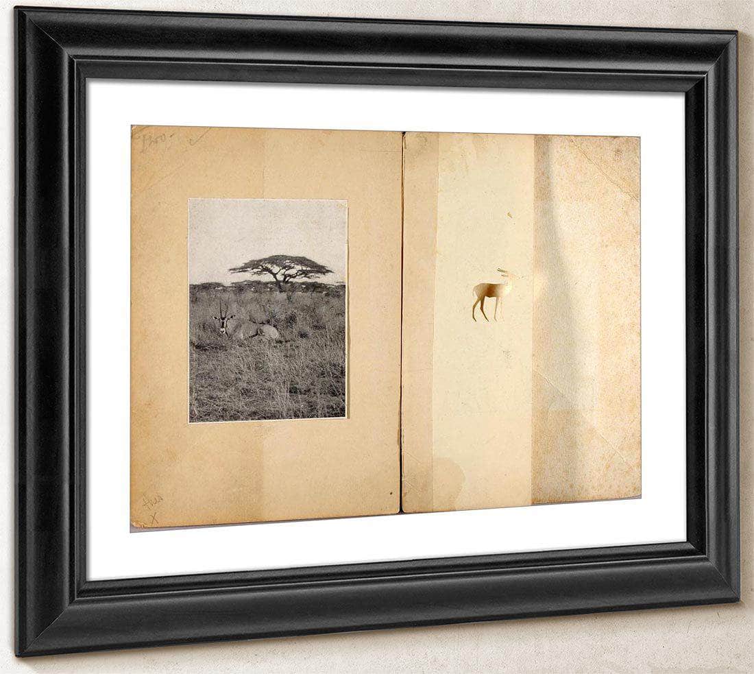 Two Antelopes, Study Folder For Book Concealing Coloration In The Animal Kingdom By Abbott Handerson Thayer Fine Art Print