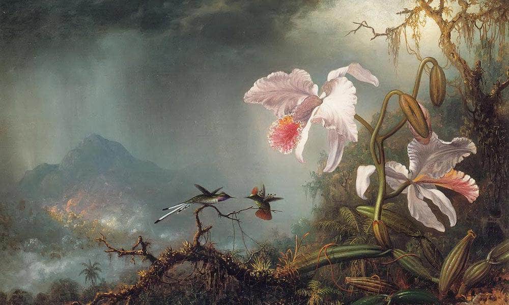 Two Fighting Hummingbirds With Two Orchids By Martin Johnson Heade Fine Art Print