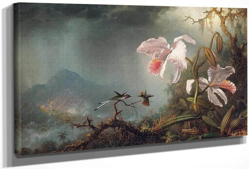 Two Fighting Hummingbirds With Two Orchids By Martin Johnson Heade Fine Art Print