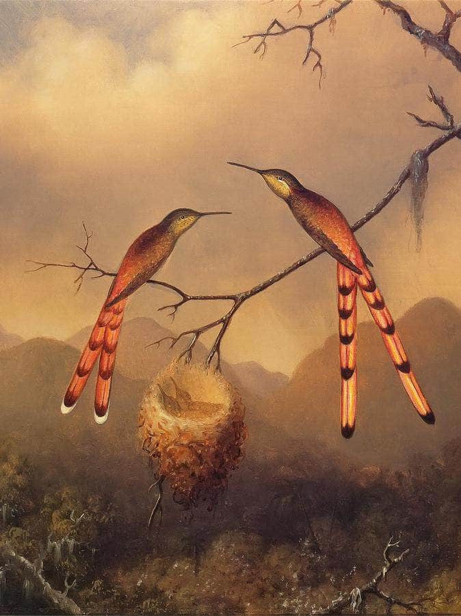 Two Hummingbirds With Their Young By Martin Johnson Heade Fine Art Print
