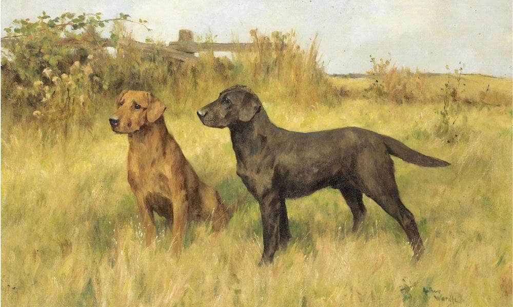 Two Labradors By Arthur Wardle Fine Art Print