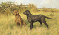 Two Labradors By Arthur Wardle Fine Art Print