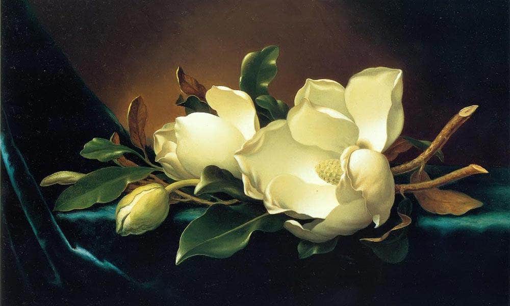 Two Magnolias And A Bud On Teal Velvet By Martin Johnson Heade Fine Art Print