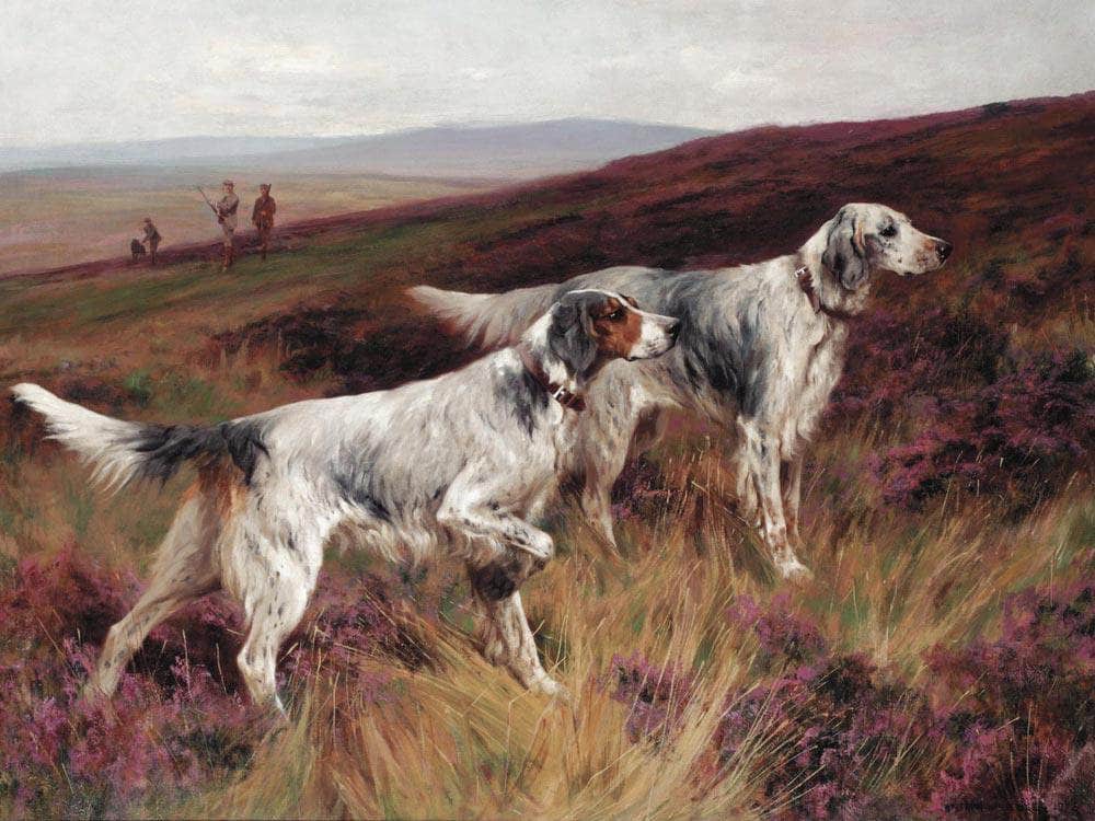 Two Setters On A Grouse Moor By Arthur Wardle Fine Art Print
