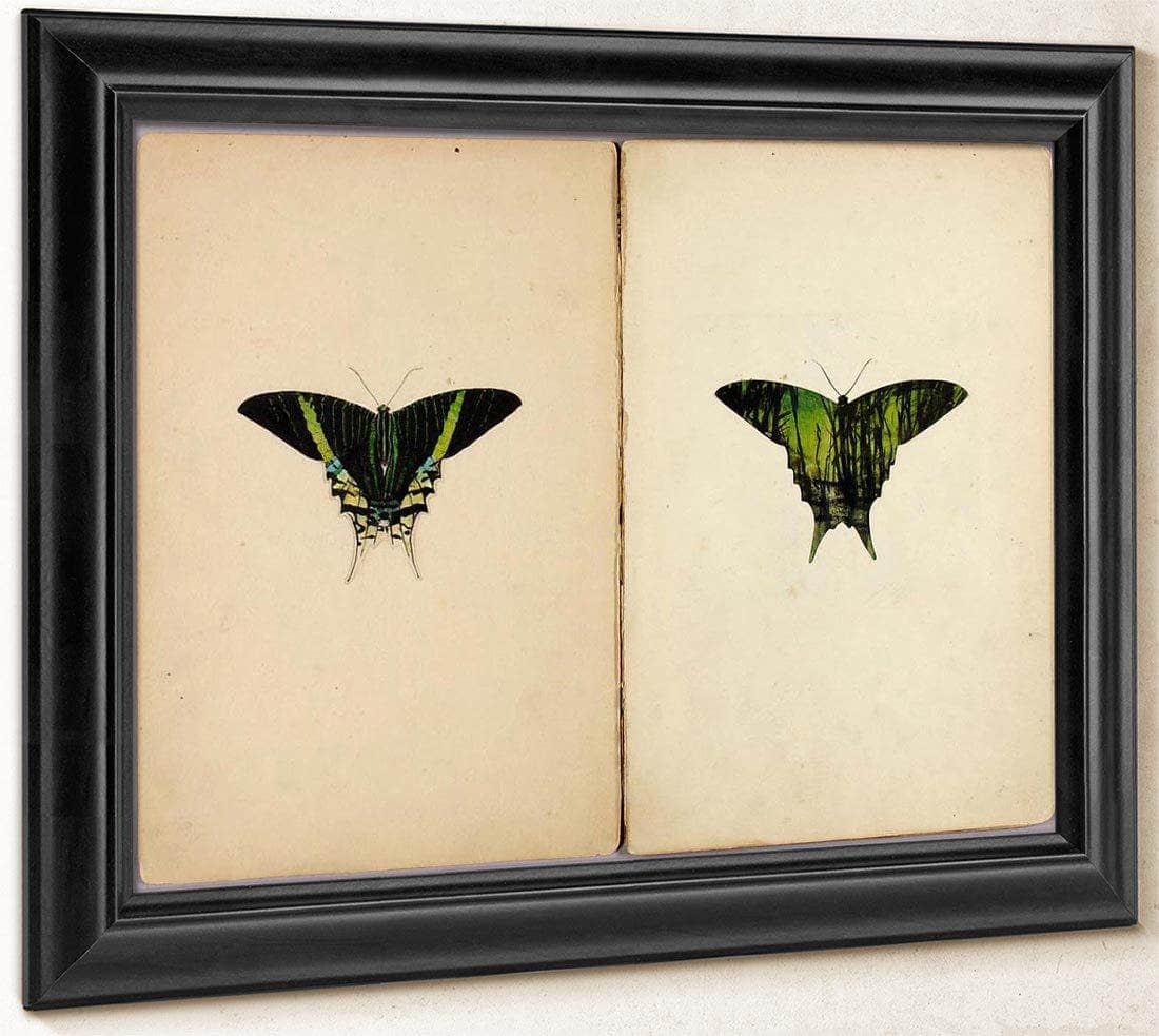 Urania Moth, Study Folder For Book Concealing Coloration In The Animal Kingdom By Abbott Handerson Thayer Fine Art Print
