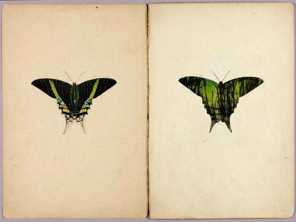 Urania Moth, Study Folder For Book Concealing Coloration In The Animal Kingdom By Abbott Handerson Thayer Fine Art Print