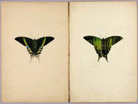 Urania Moth, Study Folder For Book Concealing Coloration In The Animal Kingdom By Abbott Handerson Thayer Fine Art Print