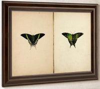 Urania Moth, Study Folder For Book Concealing Coloration In The Animal Kingdom By Abbott Handerson Thayer Fine Art Print