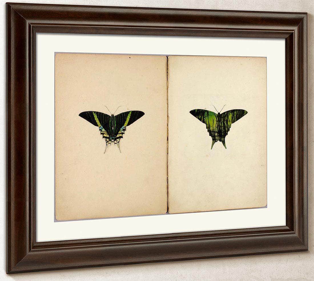 Urania Moth, Study Folder For Book Concealing Coloration In The Animal Kingdom By Abbott Handerson Thayer Fine Art Print