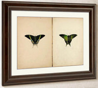 Urania Moth, Study Folder For Book Concealing Coloration In The Animal Kingdom By Abbott Handerson Thayer Fine Art Print