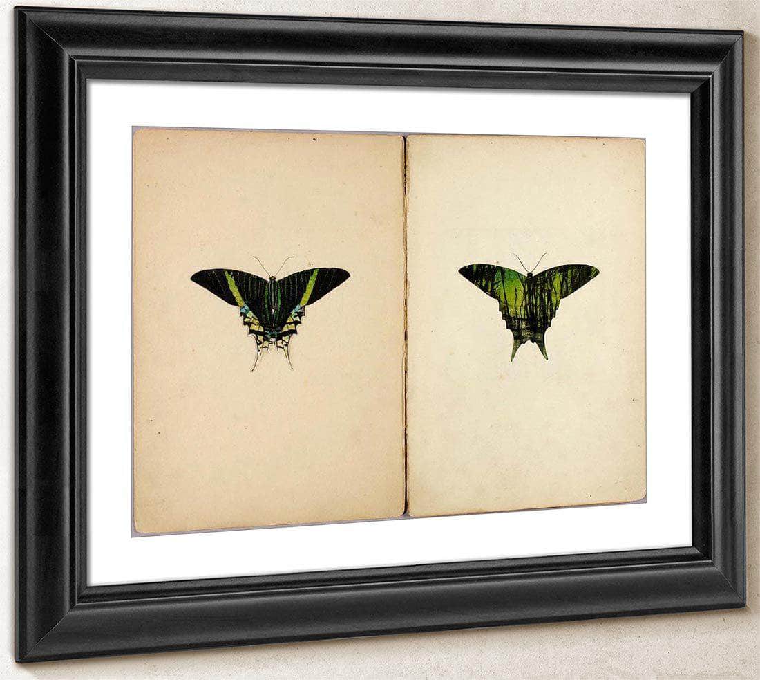 Urania Moth, Study Folder For Book Concealing Coloration In The Animal Kingdom By Abbott Handerson Thayer Fine Art Print