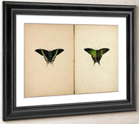 Urania Moth, Study Folder For Book Concealing Coloration In The Animal Kingdom By Abbott Handerson Thayer Fine Art Print
