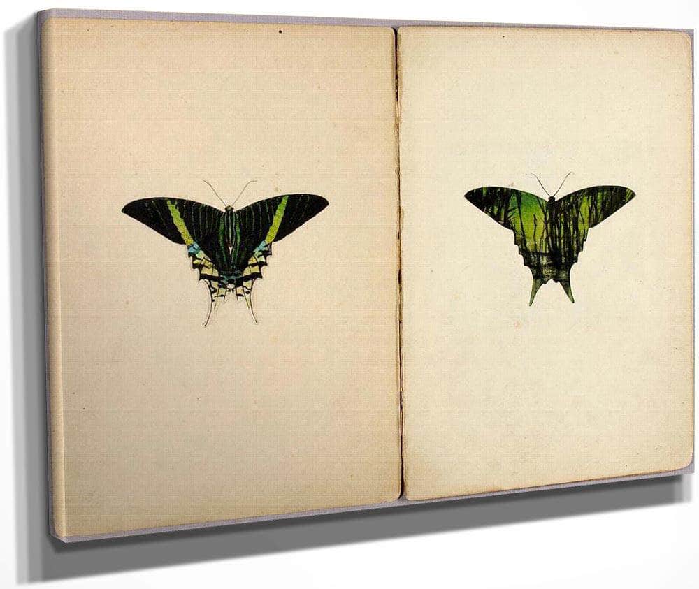 Urania Moth, Study Folder For Book Concealing Coloration In The Animal Kingdom By Abbott Handerson Thayer Fine Art Print