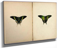 Urania Moth, Study Folder For Book Concealing Coloration In The Animal Kingdom By Abbott Handerson Thayer Fine Art Print