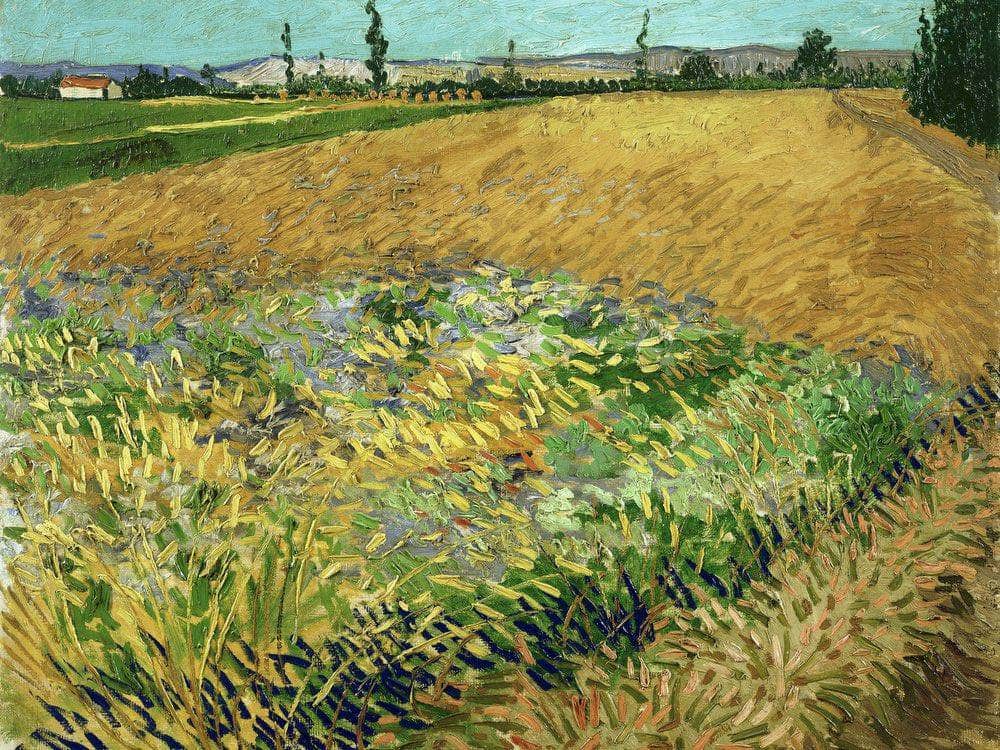 Wheatfield 2 By Vincent Van Gogh Fine Art Print